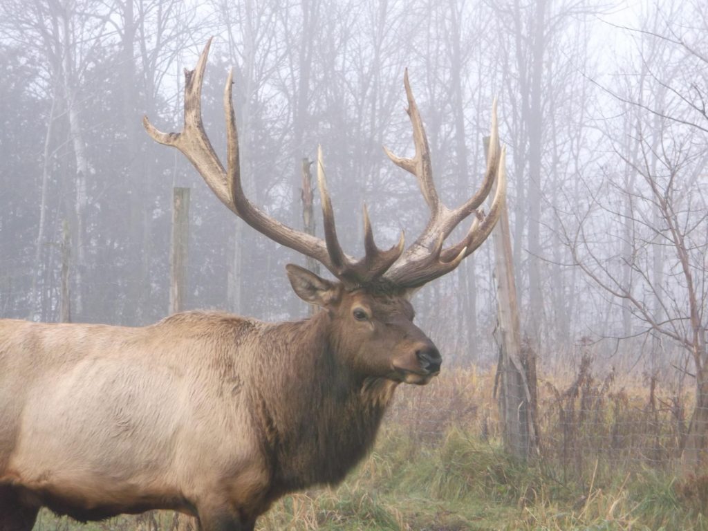 Jasper the elk
